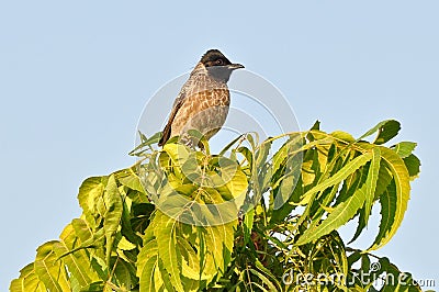 Common myna Stock Photo