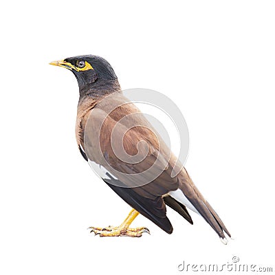 Common Myna isolated on white background embed clipping path Stock Photo