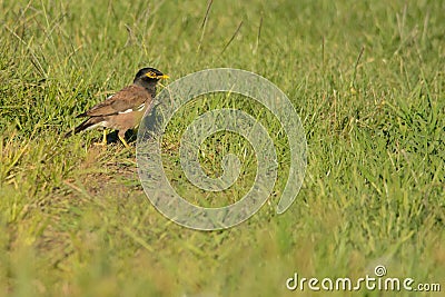 Common myna in New Zealand Stock Photo