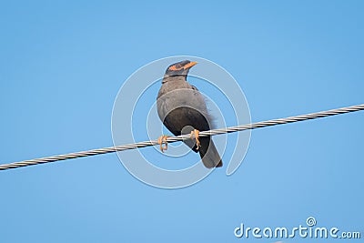 Common Myna sitting on electric wire Stock Photo