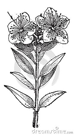 Common Myrtle or Myrtus communis, vintage engraving Vector Illustration