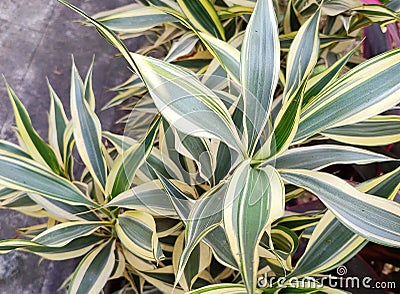 Garden foliage plant- Dracaena Deremensis - Warneckeii. Stock Photo