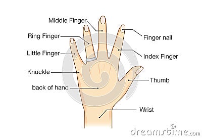 Common names for fingers of hand. Vector Illustration