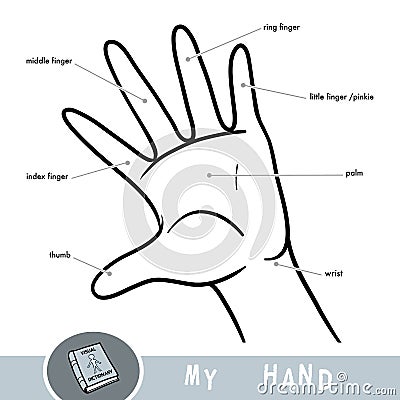 Common names for fingers of hand Vector Illustration