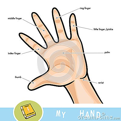 Common names for fingers of hand Vector Illustration