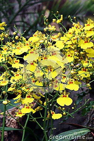 Oncidium or dancing-lady orchid in bloom Stock Photo