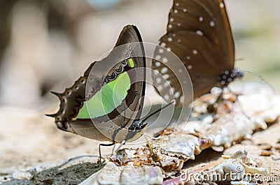 Common Nawab butterfly (Polyura athamas) Stock Photo