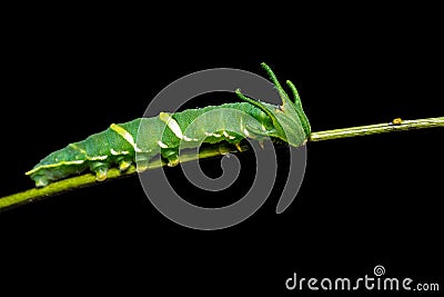 Common Nawab Polyura athamas caterpillar Stock Photo