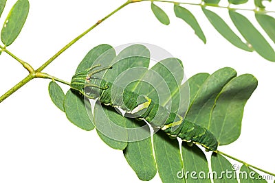 Common Nawab Polyura athamas caterpillar Stock Photo