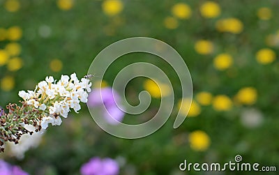 Common nettle bug on a white buddleia Stock Photo