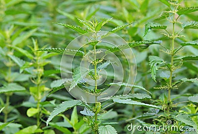 Common nettle at flowering stage Stock Photo