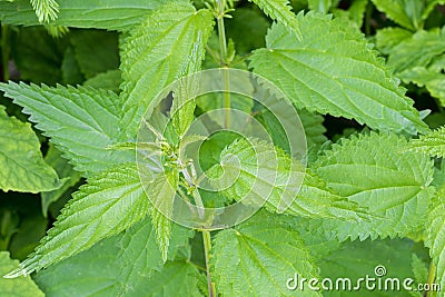 Common nettle plants with defensive stinging hairs on green leaves and stems Stock Photo