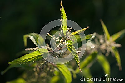 Common nettle or stinging nettle (Urtica dioica) Stock Photo