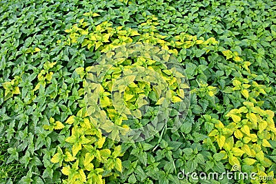 Common nettle Urtica dioica Stock Photo