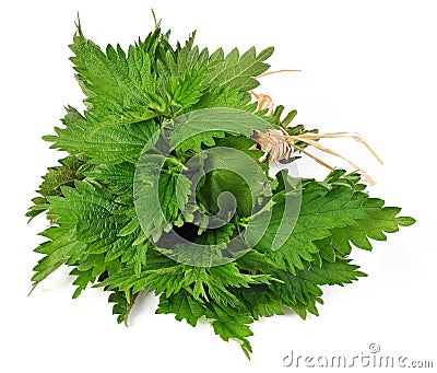 Common nettle Stock Photo