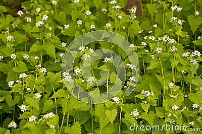 Common nettle Stock Photo