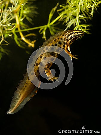 Common newt male Triturus vulgaris Stock Photo