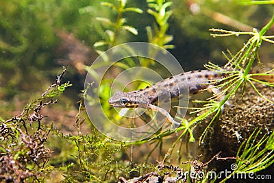 Common newt or smooth newt, Lissotriton vulgaris, male in breeding water form, biotope aquarium Stock Photo