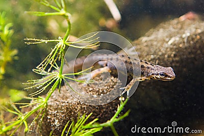 Common newt or smooth newt, Lissotriton vulgaris, male freshwater amphibian, closeup nature photo Stock Photo