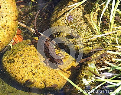 Common Newt and Tadpoles in a pond Stock Photo