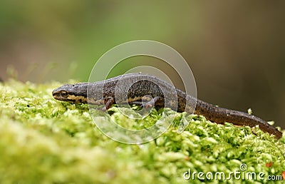A Common Newt, Triturus vulgaris, also known as Smooth Newt on moss in springtime. It is just out of hibernation and is making its Stock Photo