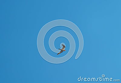 Common nighthawk gliding and feeding in the sky Stock Photo