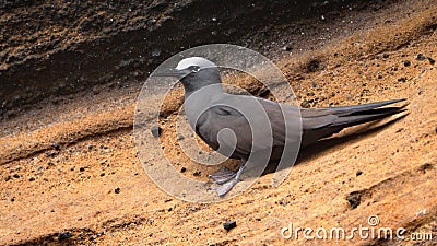 Common noddy on a rock Stock Photo