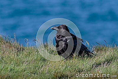 A Common, or Northern Raven, Corvus corax, member of the Crow fa Stock Photo