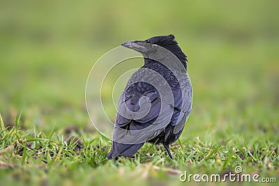 A common northern raven is looking for food in a meadow Stock Photo