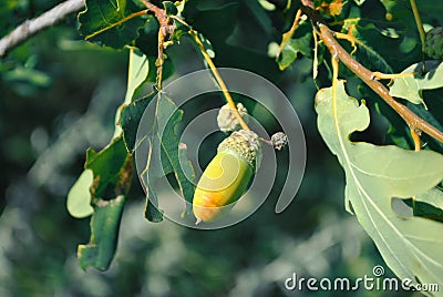 Common Oak Quercus green leaves and acorn on tree, soft green leaves background Stock Photo