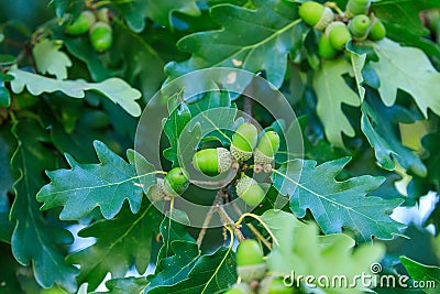 Common oak, Quercus robur, also known as European or English oak. Detail of green acorns covered by green leaves. Stock Photo