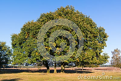 Common oak, Quercus robur, in autumn, Netherlands Stock Photo