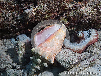 Common octopi with conch shell Stock Photo