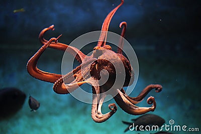 Common octopus (Octopus vulgaris). Stock Photo