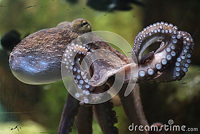 Common octopus (Octopus vulgaris). Stock Photo