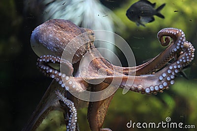 Common octopus (Octopus vulgaris). Stock Photo