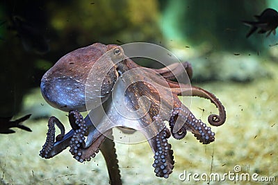 Common octopus (Octopus vulgaris). Stock Photo