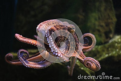 Common octopus (Octopus vulgaris). Stock Photo