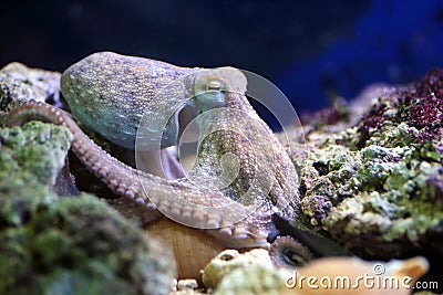 Common octopus resting on a reef Stock Photo