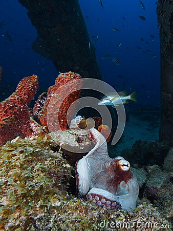 Common octopus trying to blend into the background under Salt Pier, Bonaire, Dutch Antilles Stock Photo