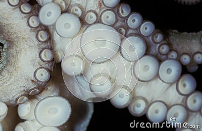 COMMON OCTOPUS octopus vulgaris, TENTACLE CLOSE-UP SHOWING SUCKERS Stock Photo