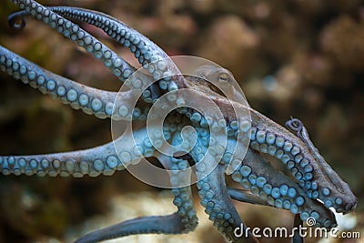 Common octopus (Octopus vulgaris). Stock Photo