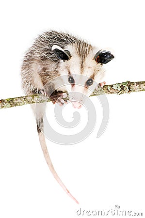 Common Opossum Stock Photo