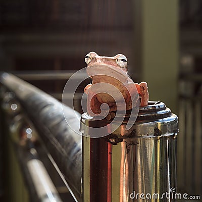 Common orange bush frog sitting on fencing Stock Photo