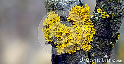 Common orange lichen on a fruit tree twig Stock Photo