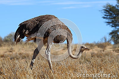 Common Ostrich Stock Photo