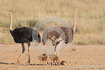 Common Ostrich Stock Photo