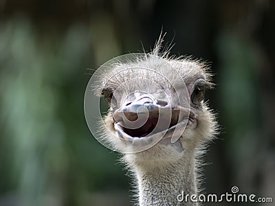 Common Ostrich Foreface. Stock Photo