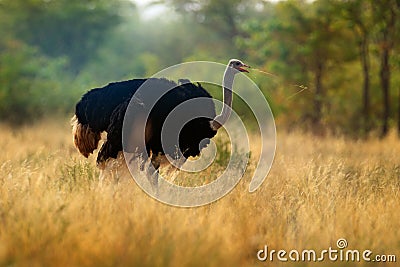 Common ostrich, Struthio camelus, big bird feeding green grass in savannah, Kruger NP, South Africa. Ostrich in nature habitat, Stock Photo