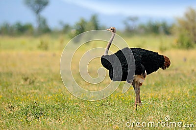 Common ostrich, Struthio camelus, big bird feeding green grass in savannah, Kruger NP, South Africa. Ostrich in nature habitat, Stock Photo